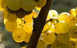 sortie Sauternes annulée pour cause météo